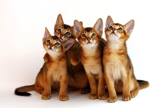 Abyssinian kittens photo