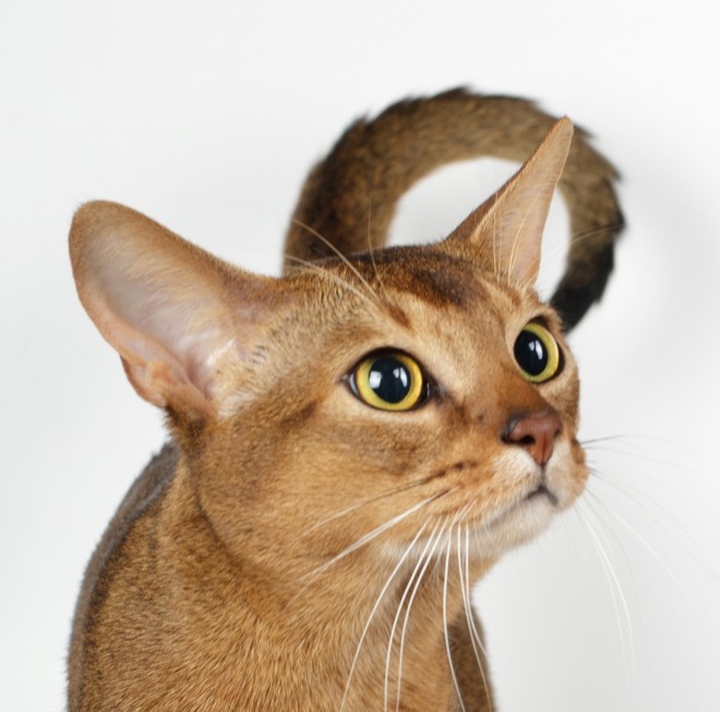 Abyssinian cat breed