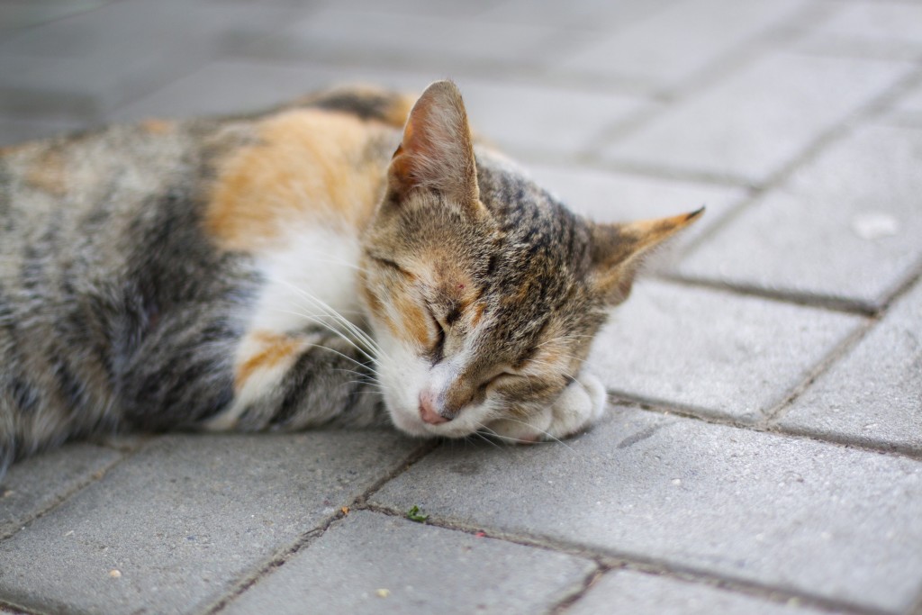 American Wirehair