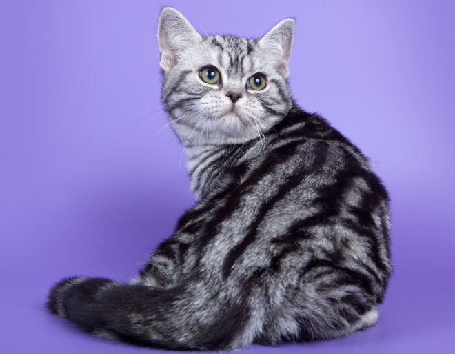 American Shorthair breed