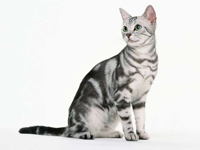 Американська короткошерста кішка порода