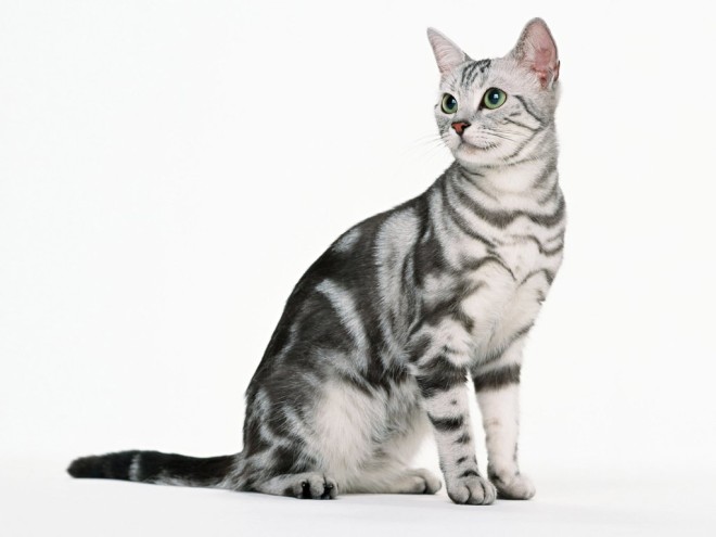 American Shorthair breed