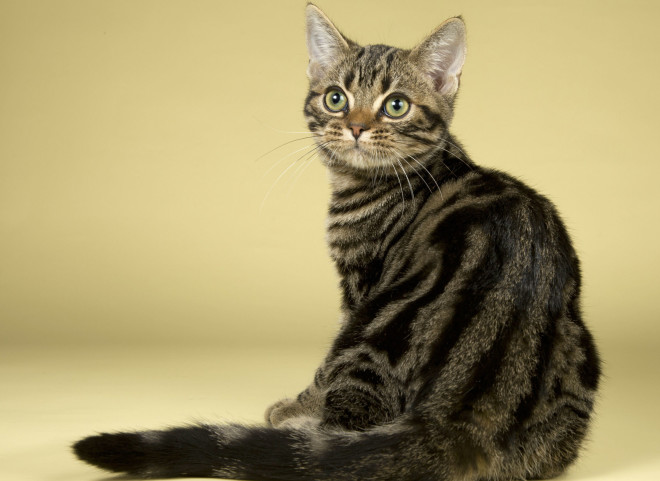 American Shorthair breed