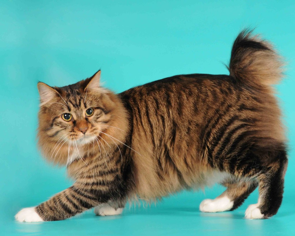 American Bobtail