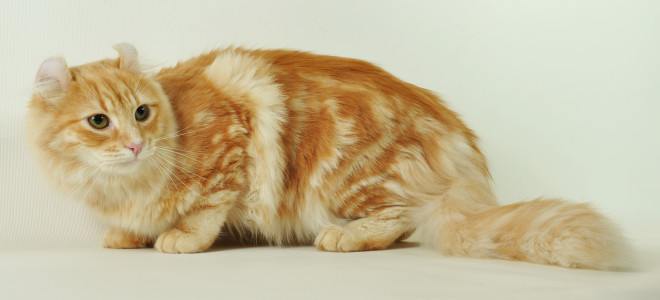 American Curl cat