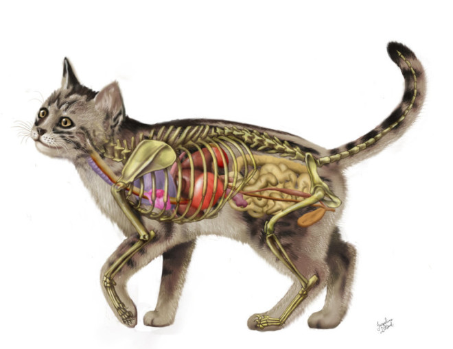 анатомія кішки