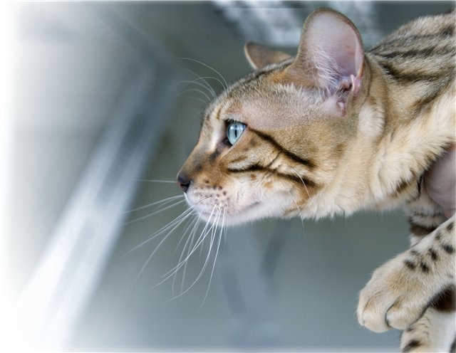 Breed Bengal