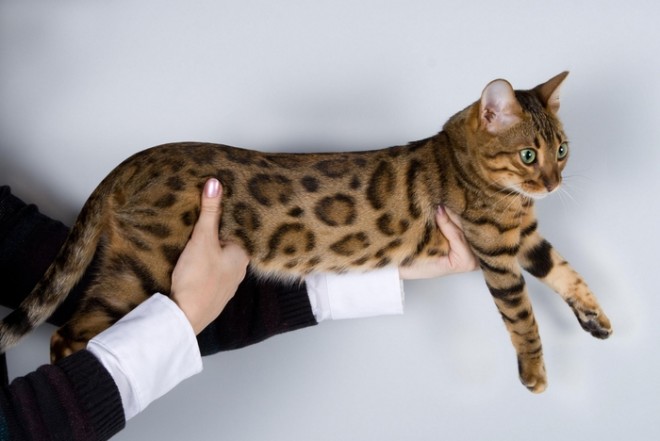 Bengal cat care