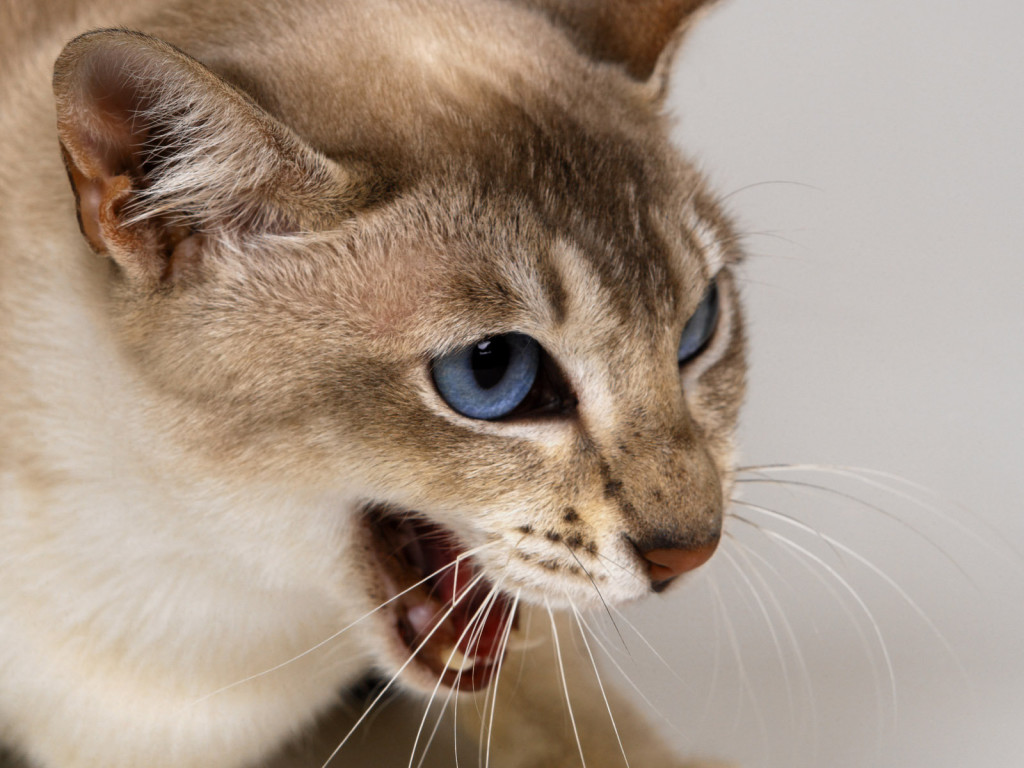 What diseases you can catch from cats