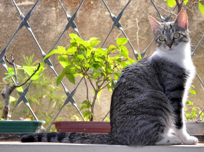 Бразильська короткошерста кішка порода