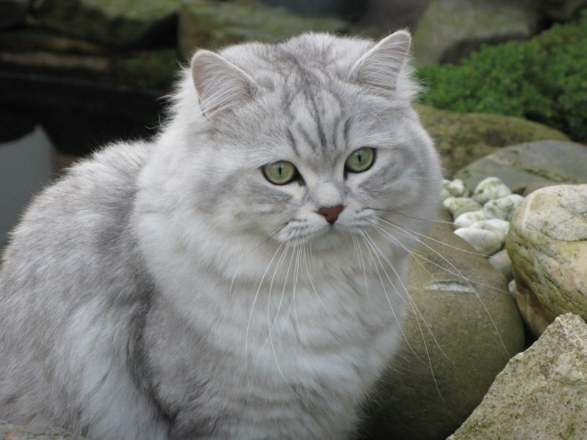 Британський короткошерстий кіт фото