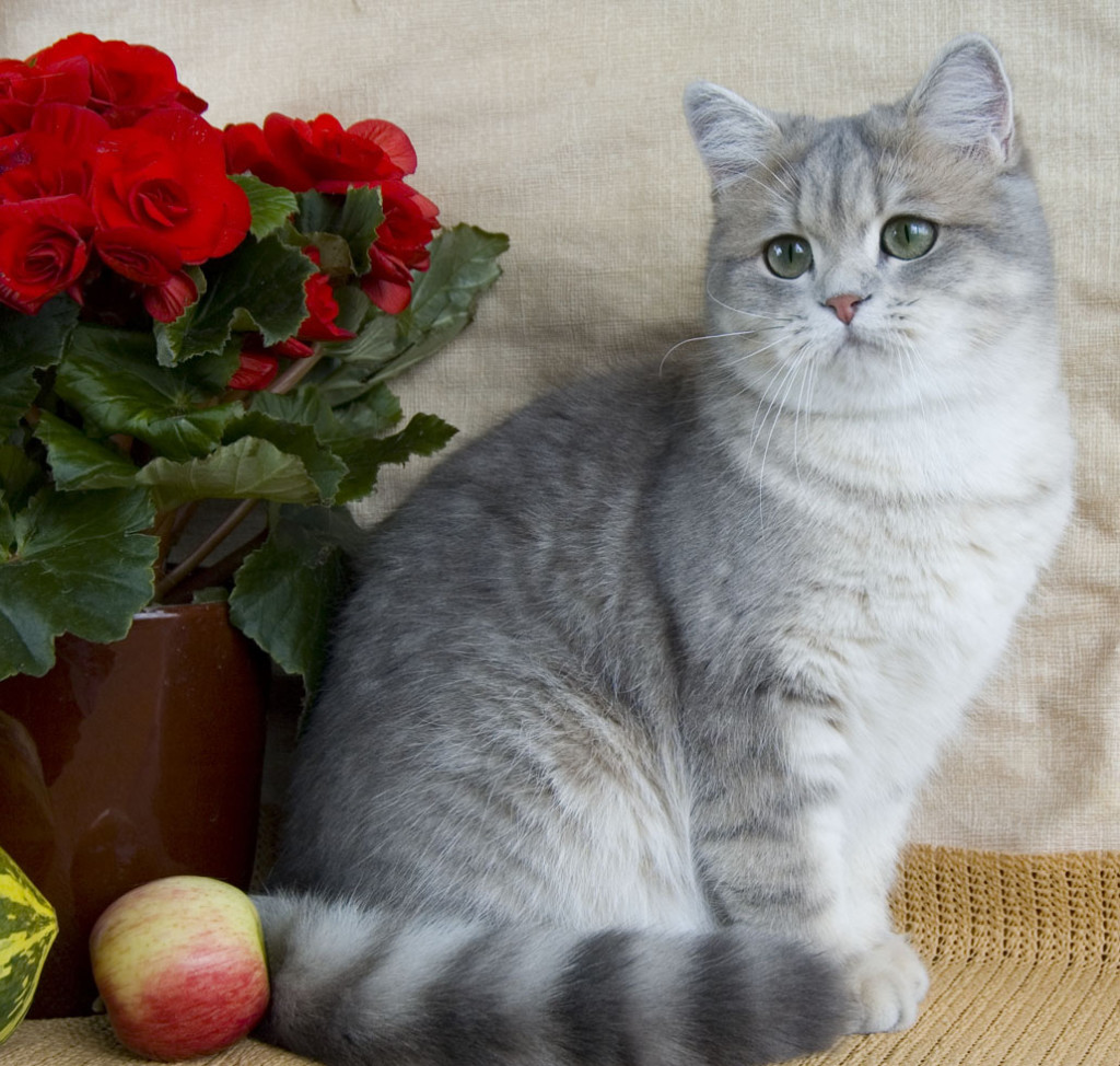 British chinchilla