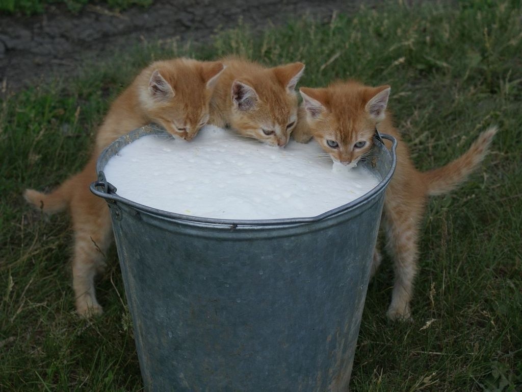 kitten not drink water