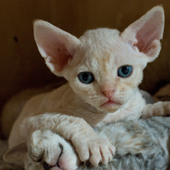 Devon Rex kitten