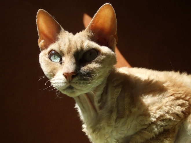 Devonrex_cat