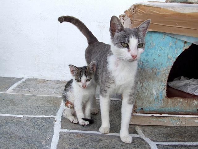 Егейська кішка з кошеням