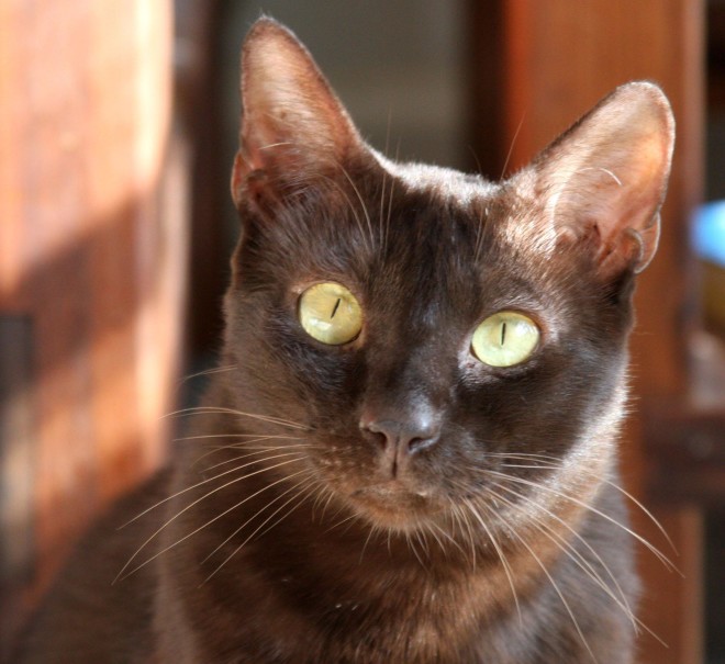 Гавана порода кішок фото