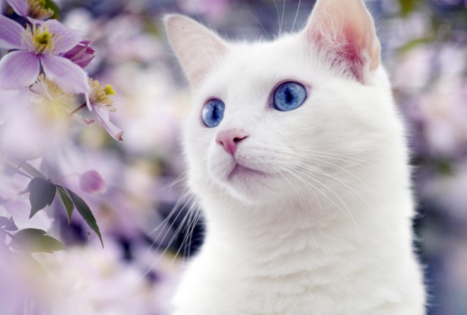 Pictures of cats with blue eyes