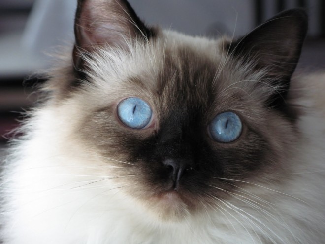 Siamese cat with blue eyes