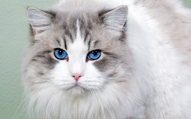 Ojos Azules with blue eyes