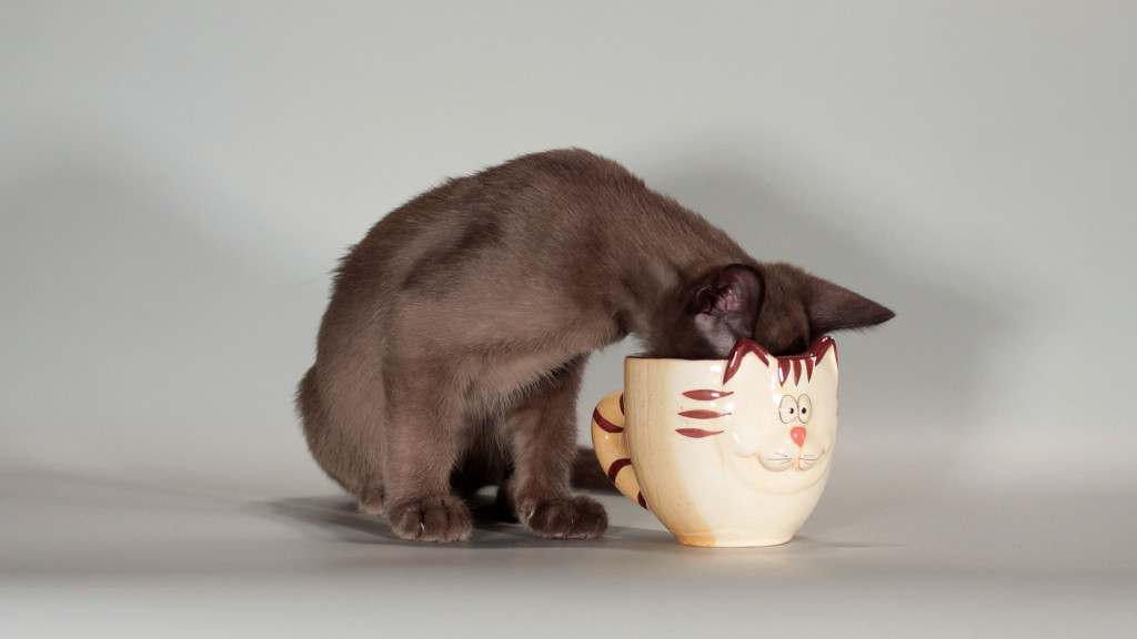 Drinking bowls for cats