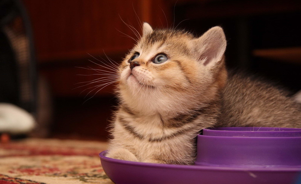 What to feed a kitten 2 months