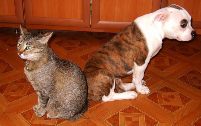 cat and dog posorilis