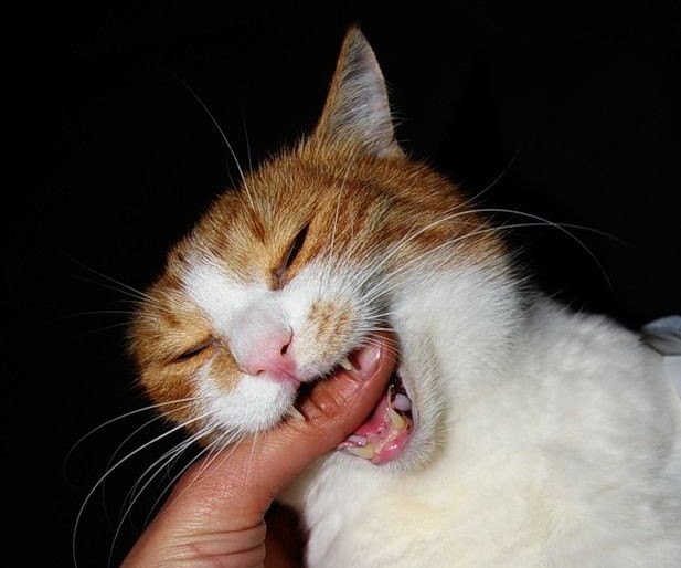 Cat biting finger