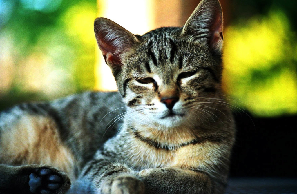 Poisoning in cats symptoms and treatment 