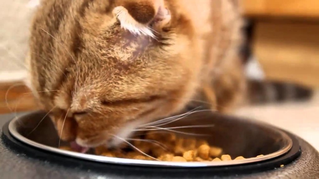 гіпоалергенні корми для кішок 