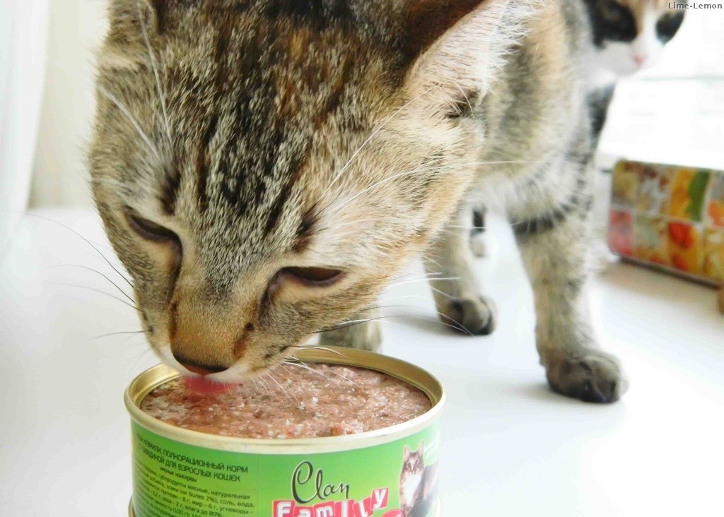 Canned foods for cats