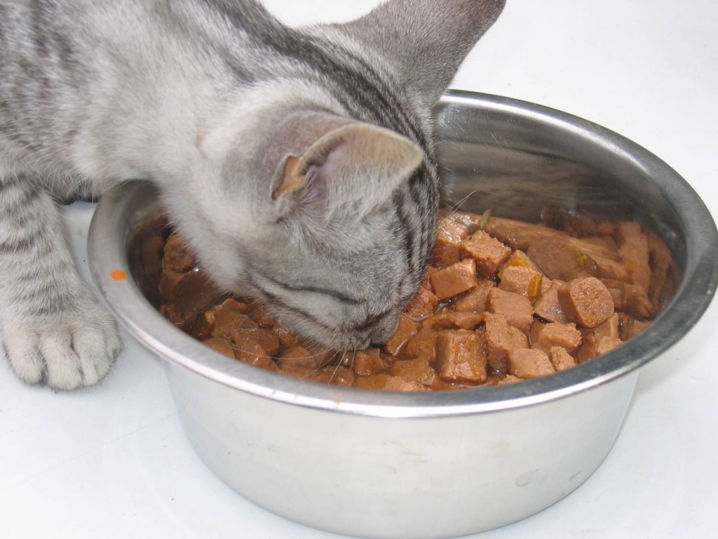 Canned foods for cats