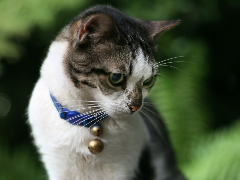 Collars for cats