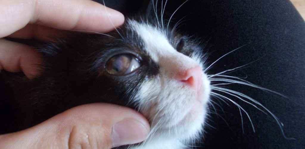 inflammation of the third eyelid in cats treatment 