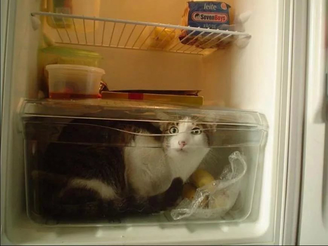 cat in the refrigerator
