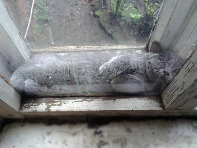 кішка в вікні