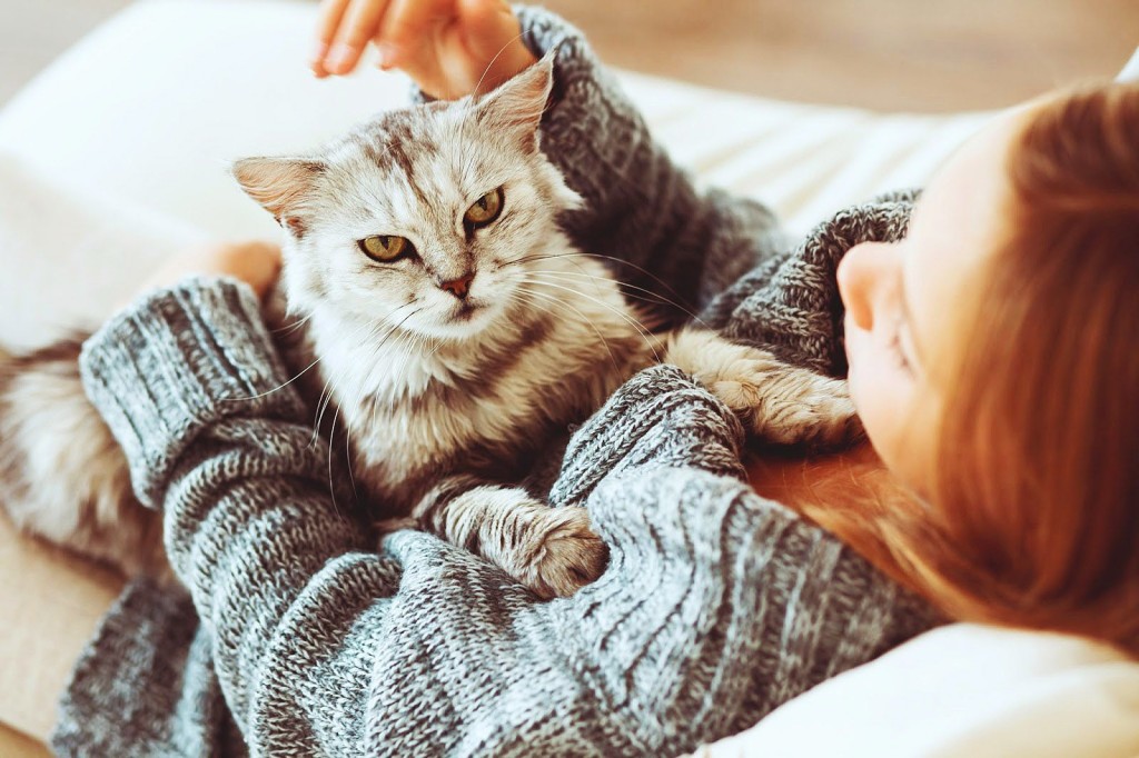 most affectionate breeds of cats 