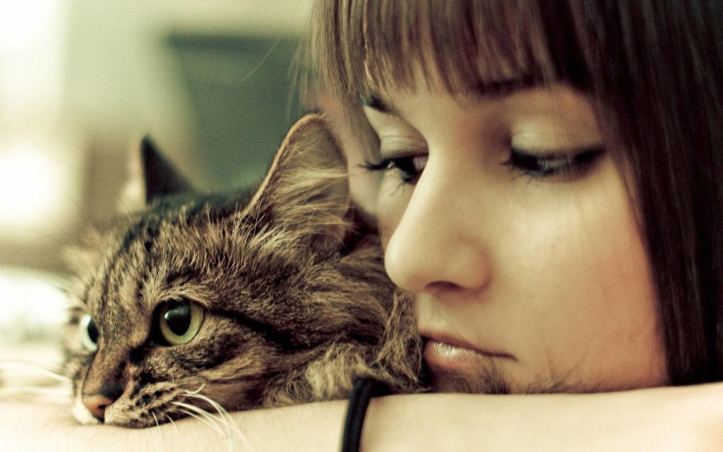 most affectionate breeds of cats 