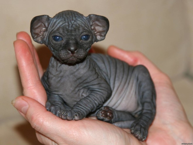 Sphynx kittens