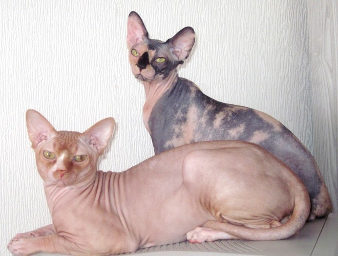 Description cats sphynx