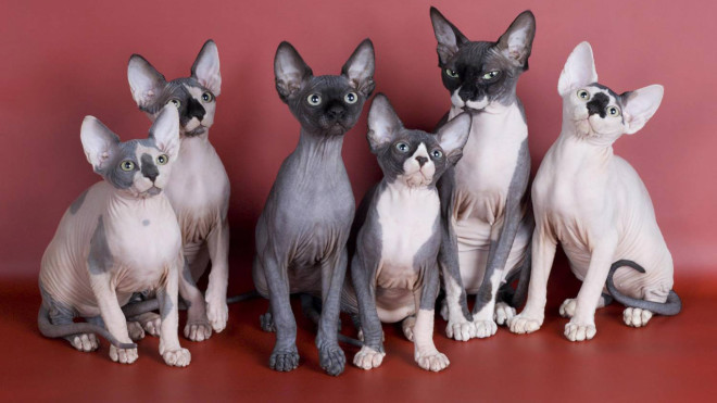 Cats sphynx photo