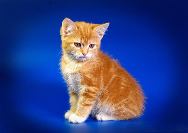 Karelian Bobtail kitten