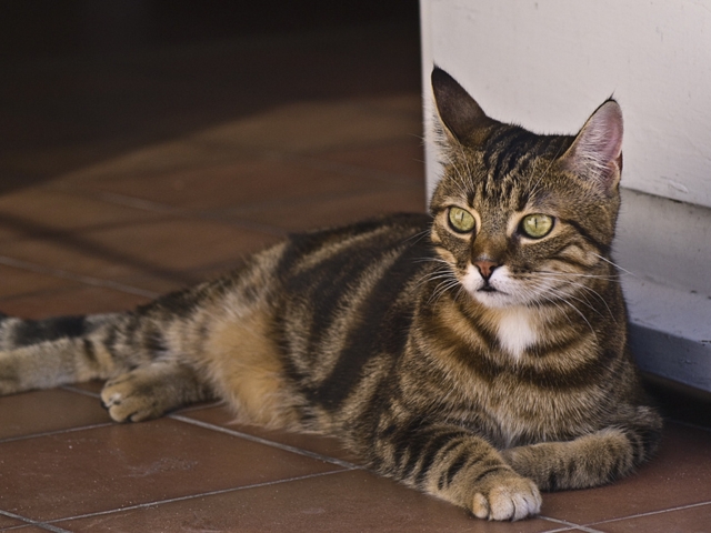 Celtic cat breed