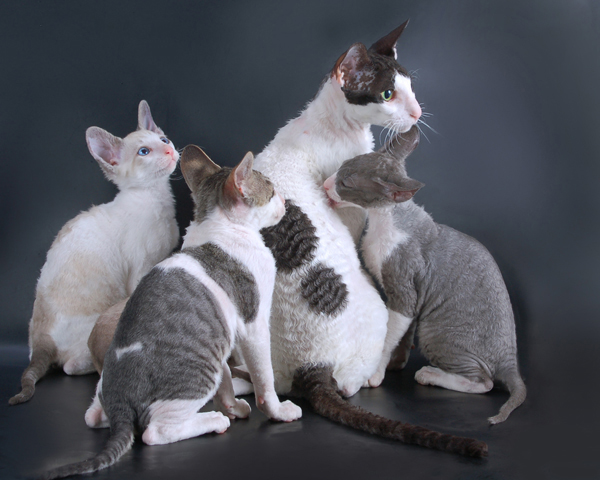 Cat breed Cornish Rex