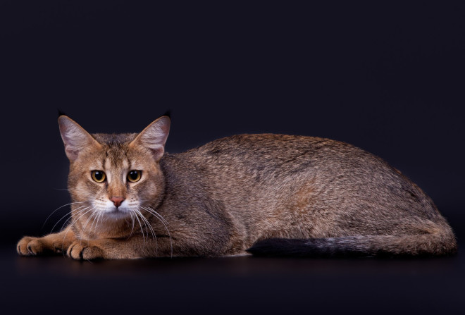 Ceausu cat breed