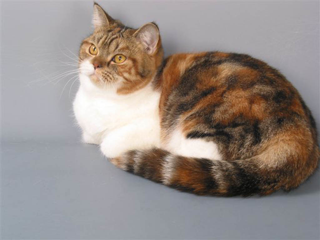 tortoiseshell cat