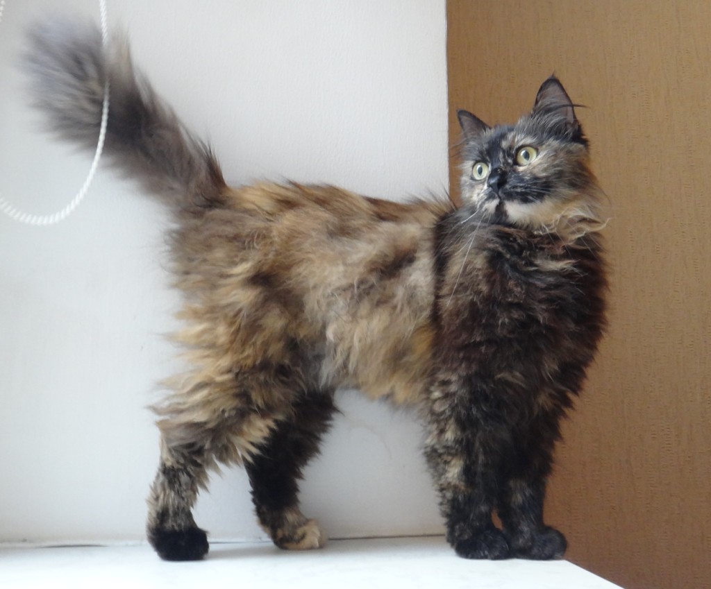 tortoiseshell cat