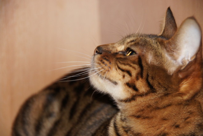 Toyger cat breed