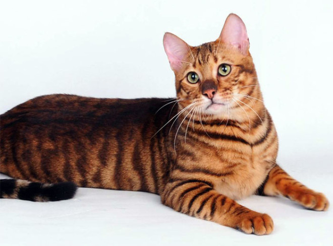 Toyger cat breed