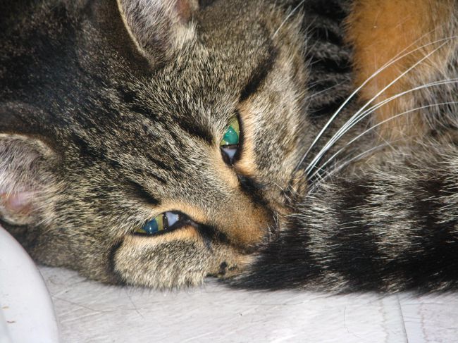 Treatment of toxoplasmosis in cats